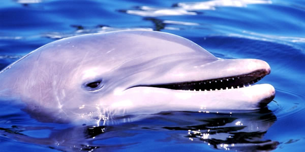 dolphin