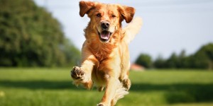 Purebred Golden Retriever dog outdoors on a sunny summer day.